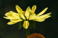 Echinacea 1
