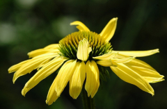 Echinacea 2