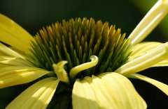 Echinacea 3