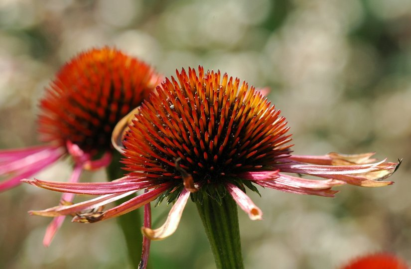 Echinacea Violett-Orange 1