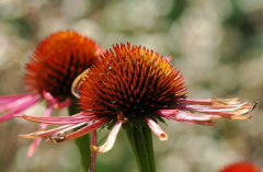 Echinacea Violett-Orange 1