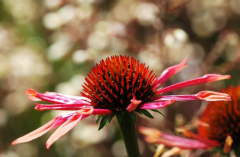 Echinacea Violett-Orange 2