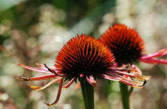 Echinacea Violett-Orange 3