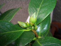 Knospen.jpg