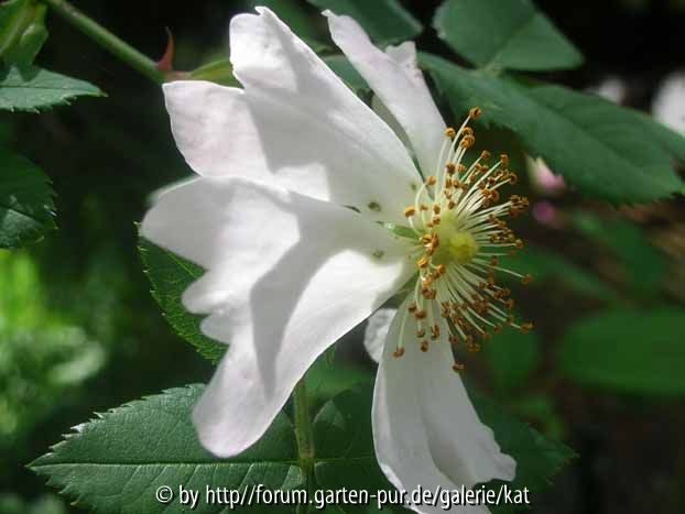 unbekannte Wildrose