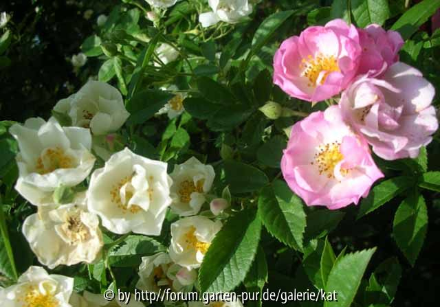 Bobby James mit rosa Blüten am Ende des Zweiges