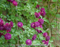 Bleu Magenta, Kletterrose, Frankreich (vermutl.) 1900 Multiflora-Hybride