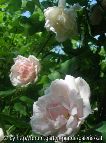 Mme. Alfred Carriere, Noisetterose
