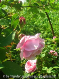 Martha, Bourbonrose, (1912) Zeiner, Frankreich