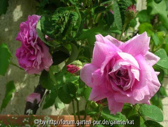 Persian Rose. (1996) John Scarman, Deutschland