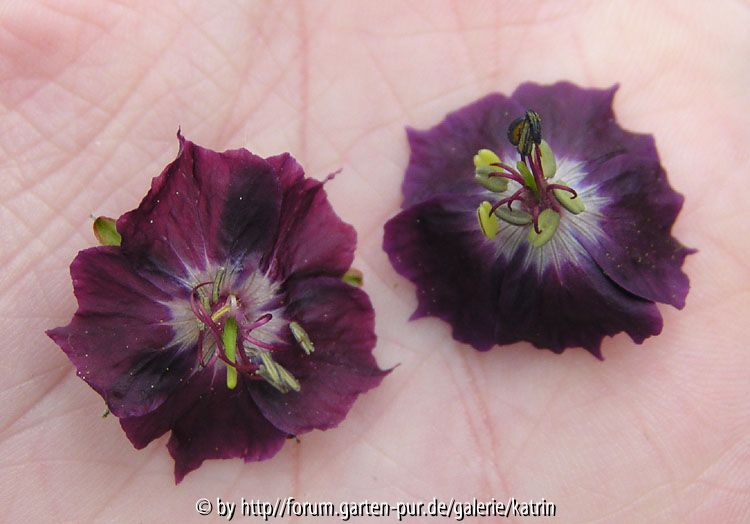 Geranium phaeum Vergleich