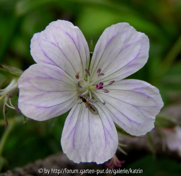 Geranium phaeum Vergleich