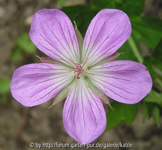 Geranium koreanum
