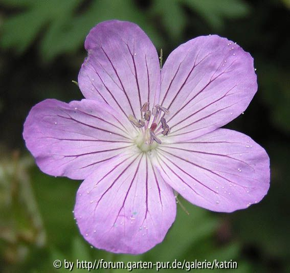Geranium collinum