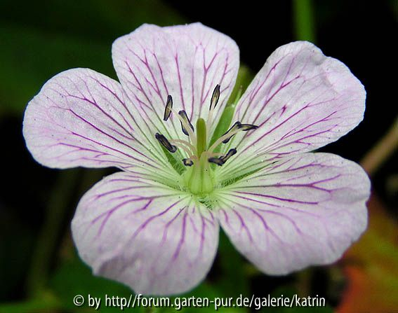 Geranium shikokianum