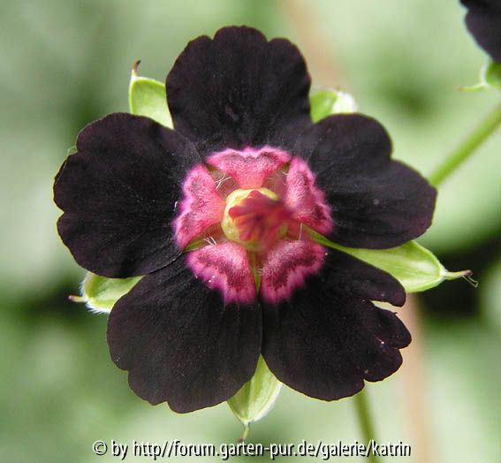 Geranium sinense 1