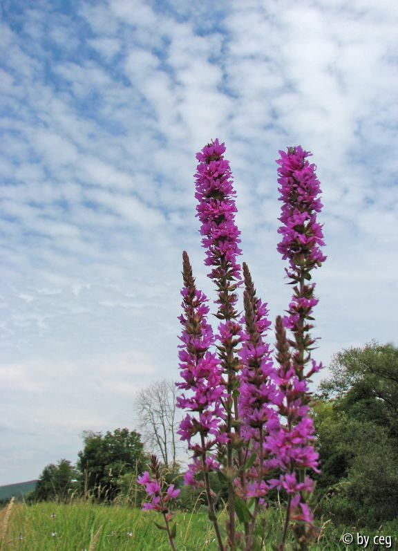 Blutweiderich (Lythrum salicaria)