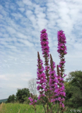 Blutweiderich (Lythrum salicaria)