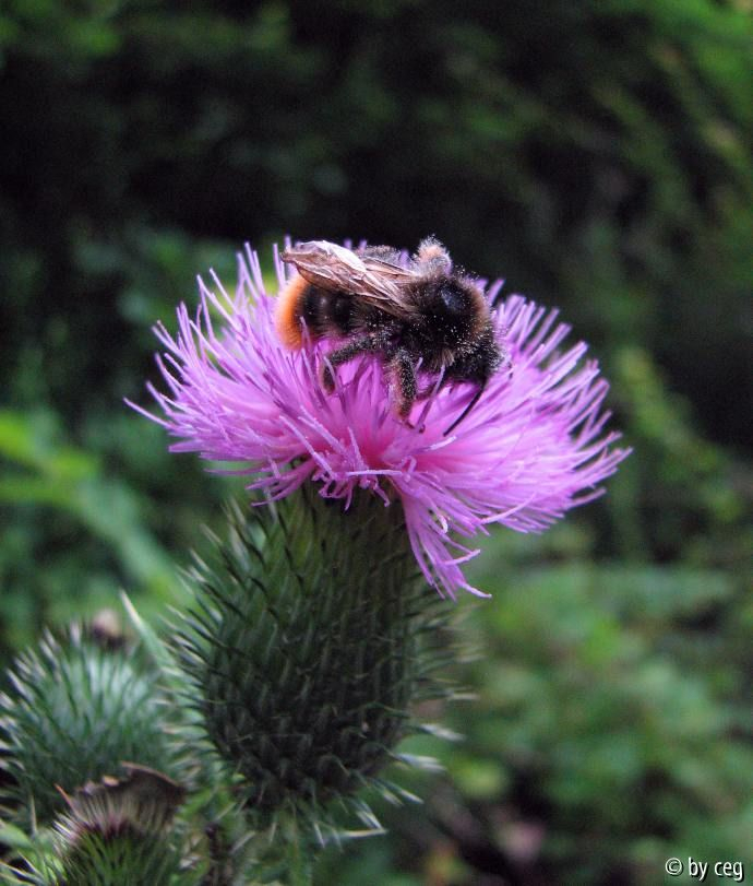 Hummel auf Distel