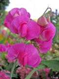 Edelwicke (Lathyrus odoratus)