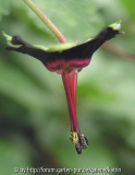 Geranium sinense 2