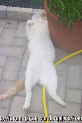 auch katzen habens heiss