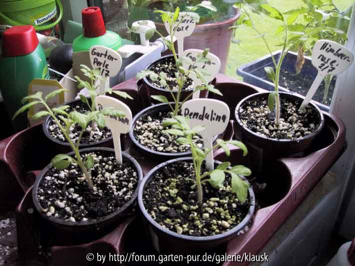 Gartenperle