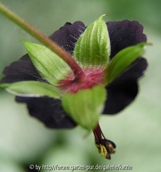 Geranium sinense