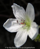 Geranium richardsonii