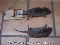 Kopie von Tiere im Garten 009.jpg