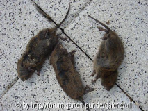 Kopie von Tiere im Garten 010.jpg