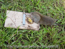 Kopie von Tiere im Garten 011.jpg