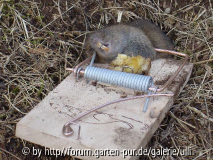 Kopie von Tiere im Garten 014.jpg