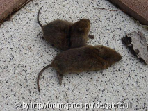 Kopie von Tiere im Garten 016.jpg