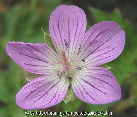 Geranium hayatanum
