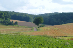 Juli 27-07-2007 5