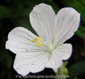 Geranium pratense var. albiflorum