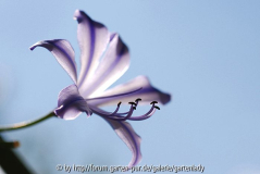 Child of ´White Heaven´ vor blauem Himmel