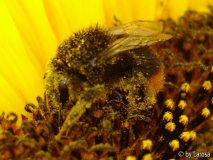 Hummel in Sonnenblume