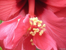 Hibiskustöne