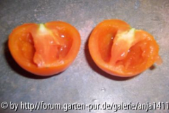 Querschnitt Orange Favourith