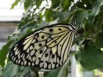 Schmetterling