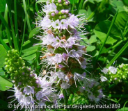 Zitronenmelissenblüte1