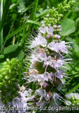Zitronenmelissenblüte2