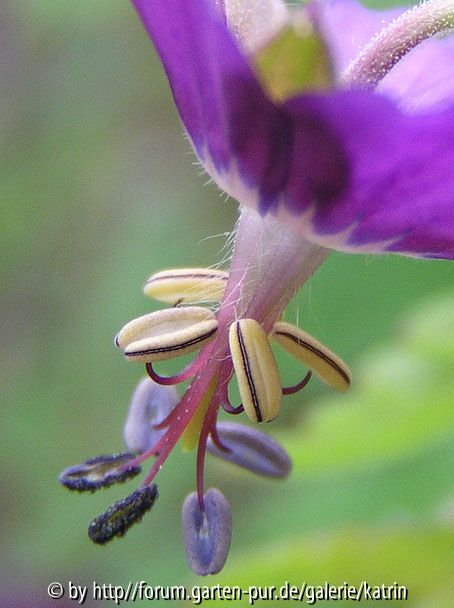 Geranium e