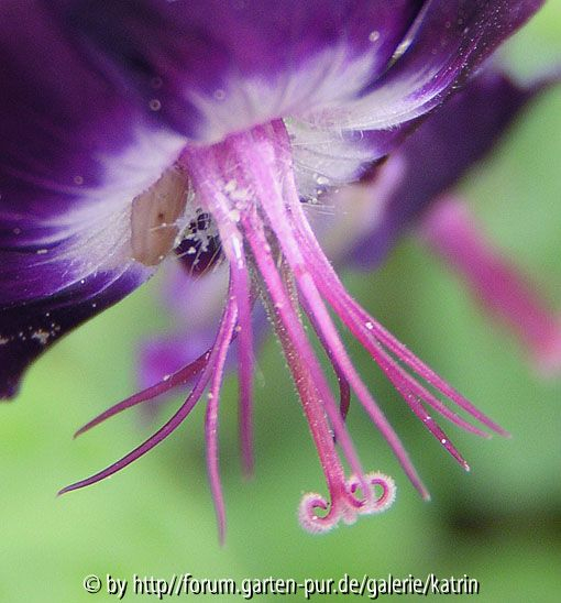Geranium phaeum