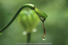 Lilienträne
