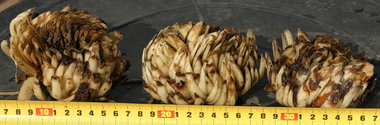 Lilium monadelphum - Zwiebel