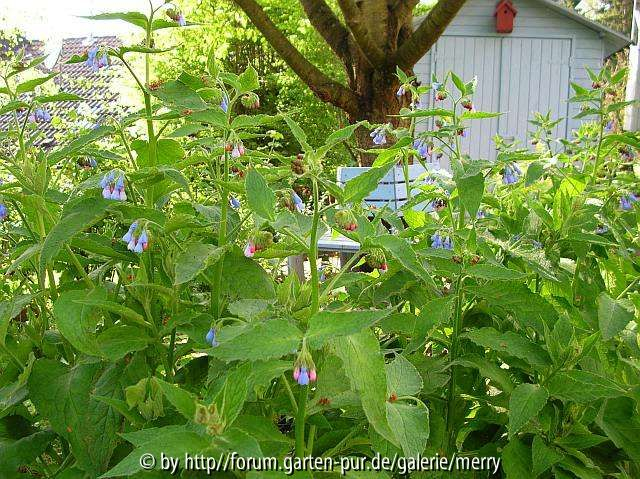 Symphytum2