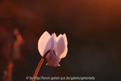 Cyclamenblüte vor der untergehenden Sonne